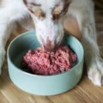 fermented pet food
