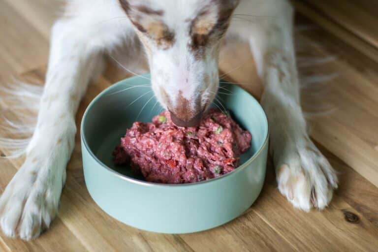 fermented pet food
