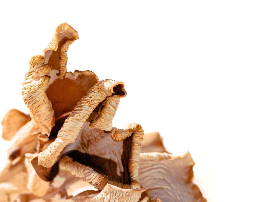 dehydrating lion's mane