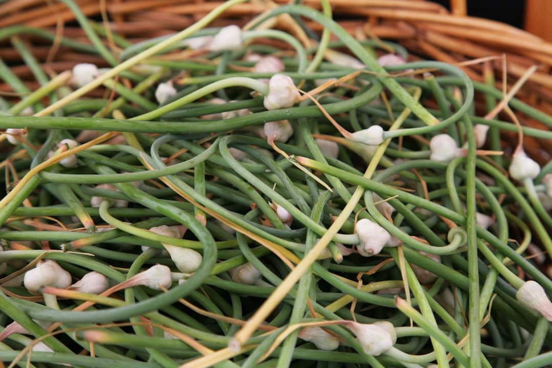 garlic scape ferment